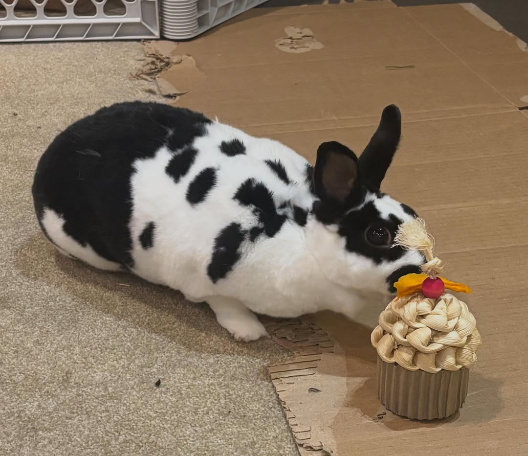 Happy 8th birthday to my sweet girl Dot