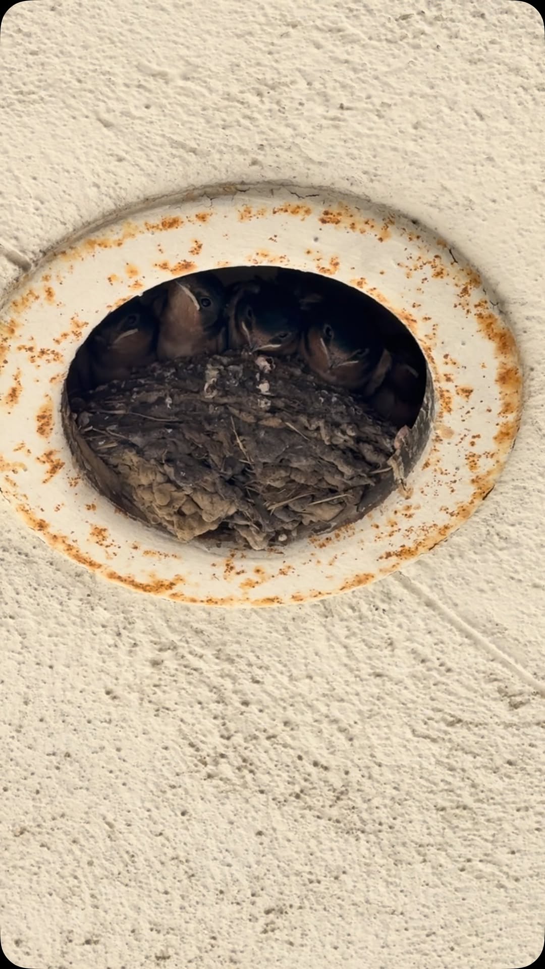 The swallows are growing up so fast 🥹