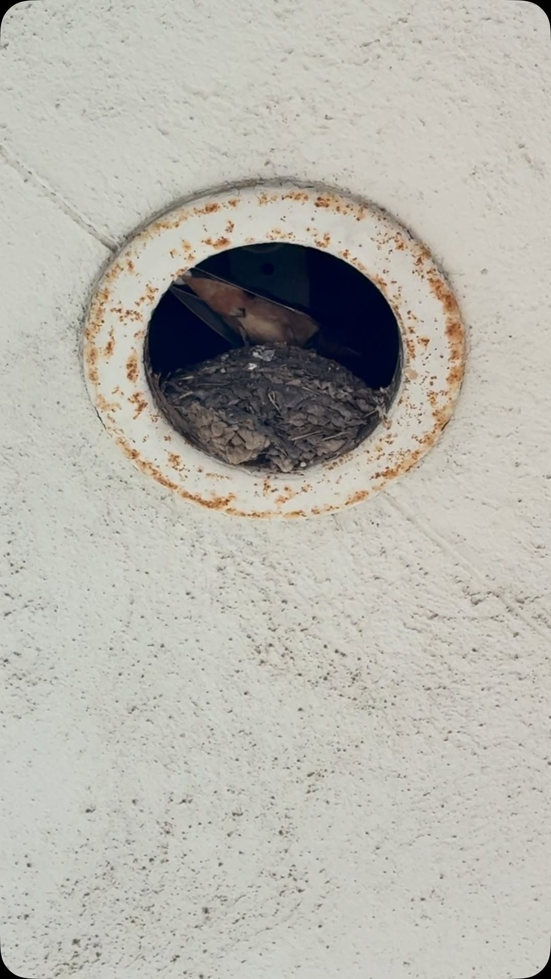 The swallows are back this year
